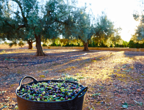 Transformación del aceituna al oro líquido: todo sobre el proceso del aceite de oliva